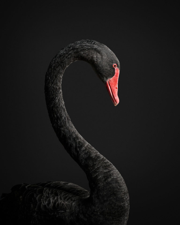 Black Swan: The Devastation and Beauty