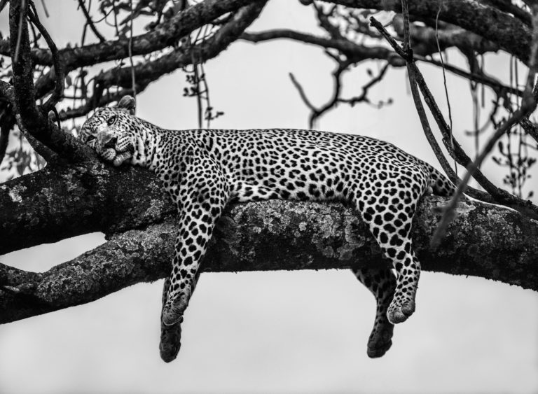 A Leopard's Dream, Maasai Mara, Kenya.