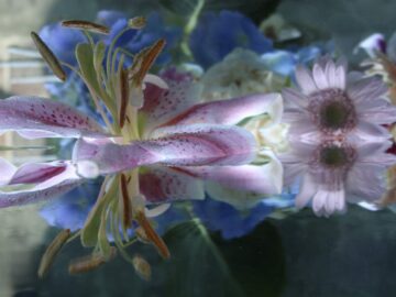 Submerged Garden 5645