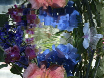 Submerged Garden 6538