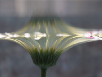 Submerged Garden 0315