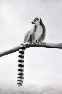 Laid-Back Lemur