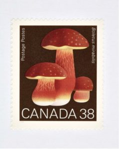 Canada 38 Mushroom (Brown)