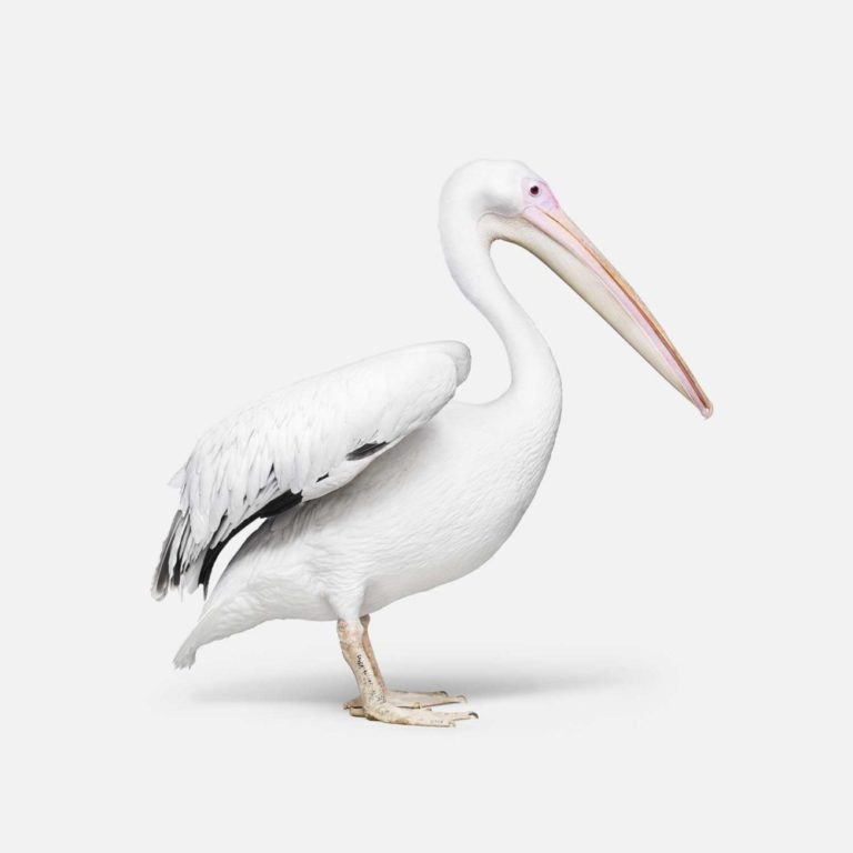 Great White Pelican No. 1