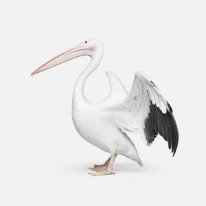 Great White Pelican No. 2