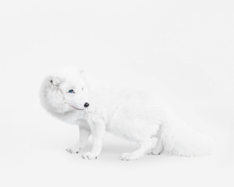 Arctic Fox No. 1