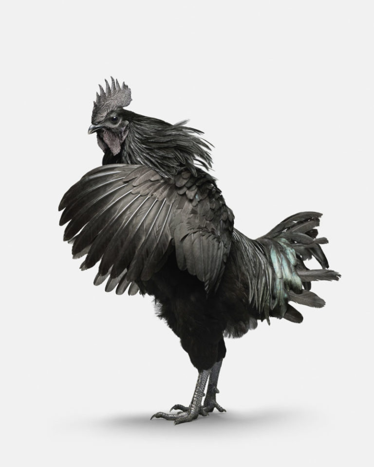Ayam Cemani Rooster No. 1