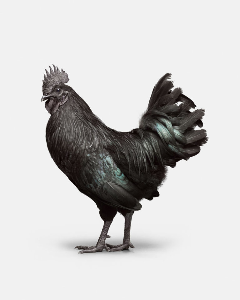 Ayam Cemani Rooster No. 2