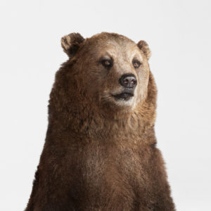 Grizzly Bear Portrait