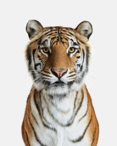 Bengal Tiger No. 1