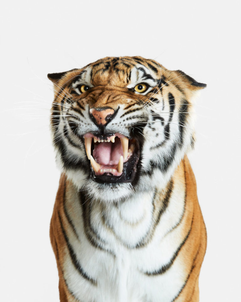 Bengal Tiger No. 2