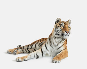 Bengal Tiger No. 3