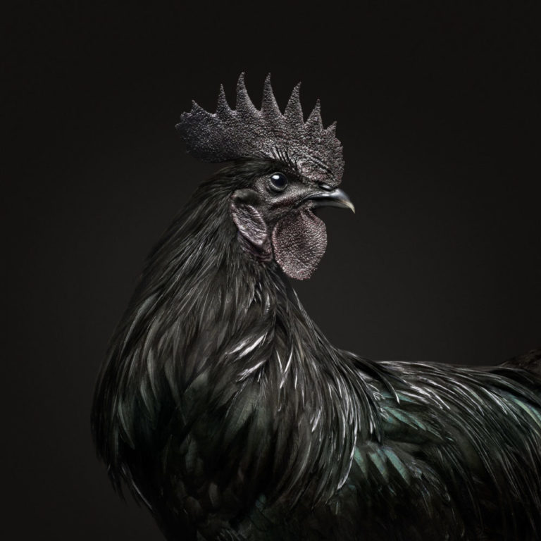 Ayam Cemani Rooster Black Collection