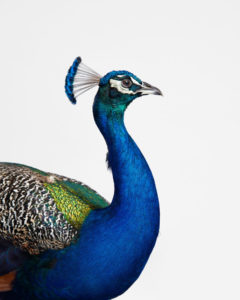 Blue Peacock