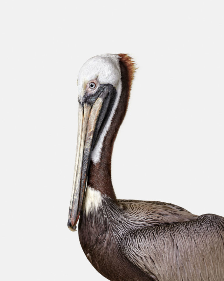 Brown Pelican