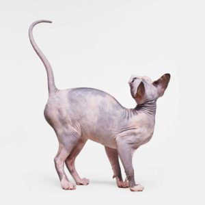 Sphinx Cat No. 2