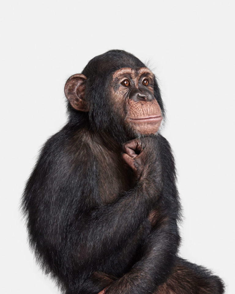 Chimpanzee No. 1