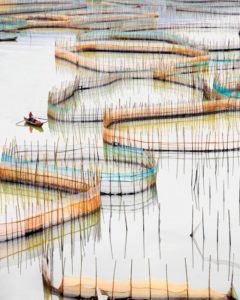 Nets (vertical), Fujian Provence, China, 2017