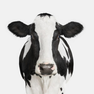 Dairy Cow No. 1