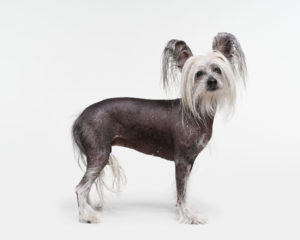 Chinese Crested Dog