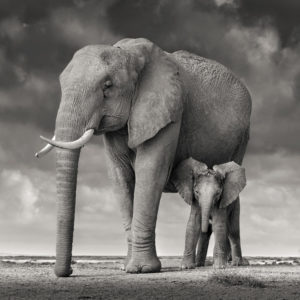 Elephant Mother and Calf II, Amboseli, Kenya