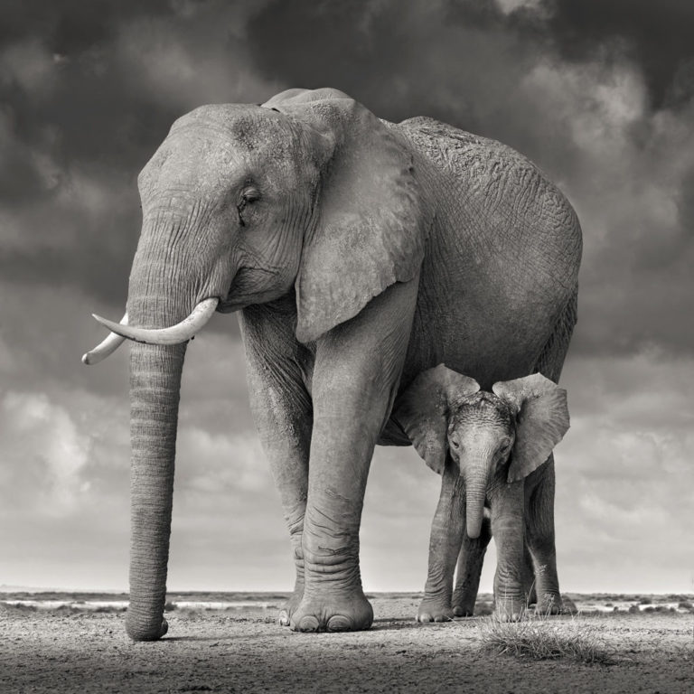 Elephant Mother and Calf II, Amboseli, Kenya