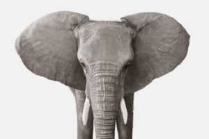 Elephant No. 3