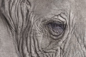 Elephant Close Up