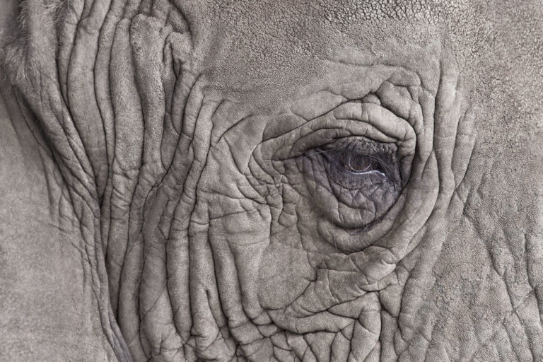 Elephant Close Up