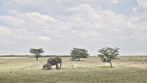 Elephant Mother and Calf, Maasai Mara, Kenya