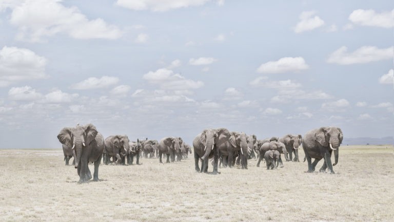 Elephants Crossing Dusty Plain, Amboseli, Kenya