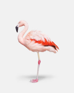 Flamingo No. 2