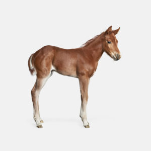 Foal No. 1