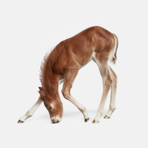 Foal No. 2