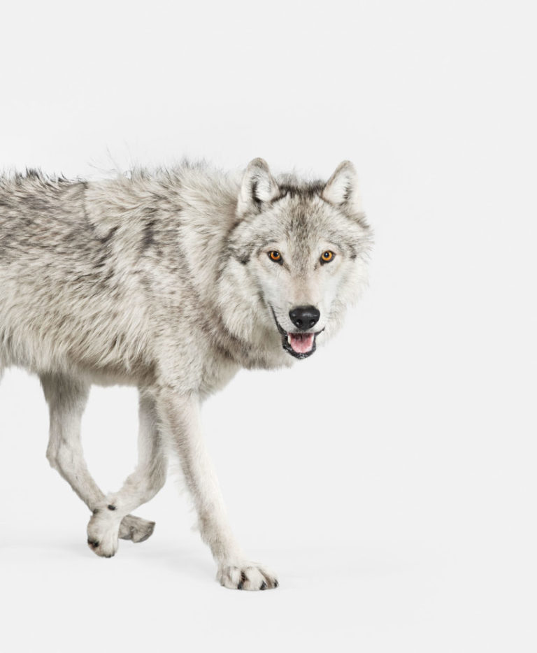 Gray Timber Wolf