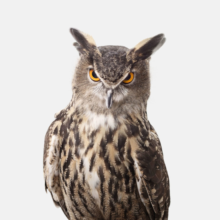 Great Horned Owl