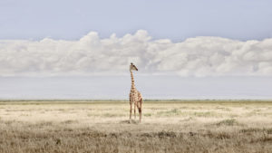 Head in the Clouds, Amboseli, Kenya