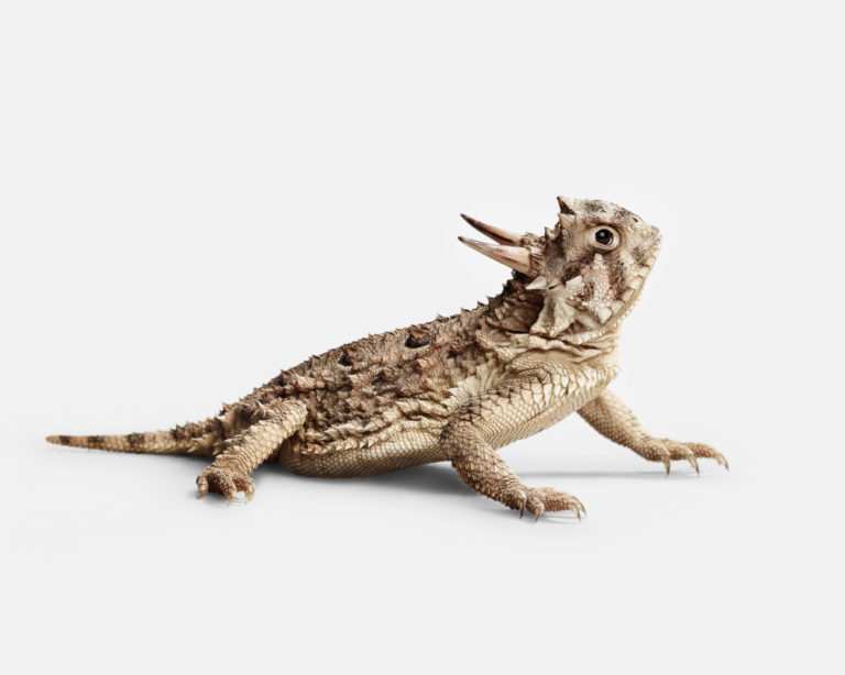 Horned Lizard No. 1