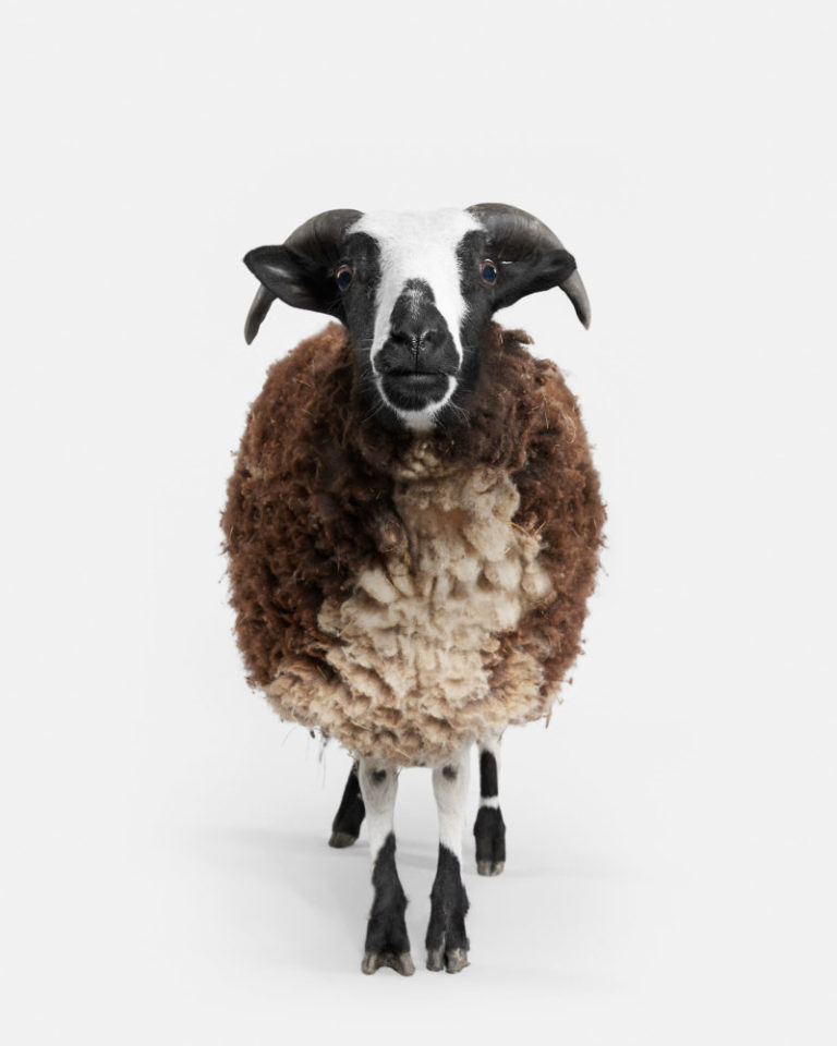 Jacob Sheep No. 2