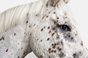 Leopard Appaloosa Horse No. 1