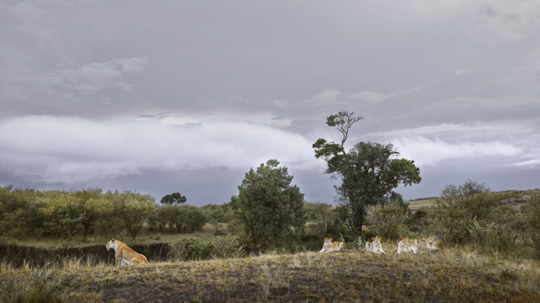 Lioness and Four Cubs Rivers Edge) Maasai Mara, Kenya