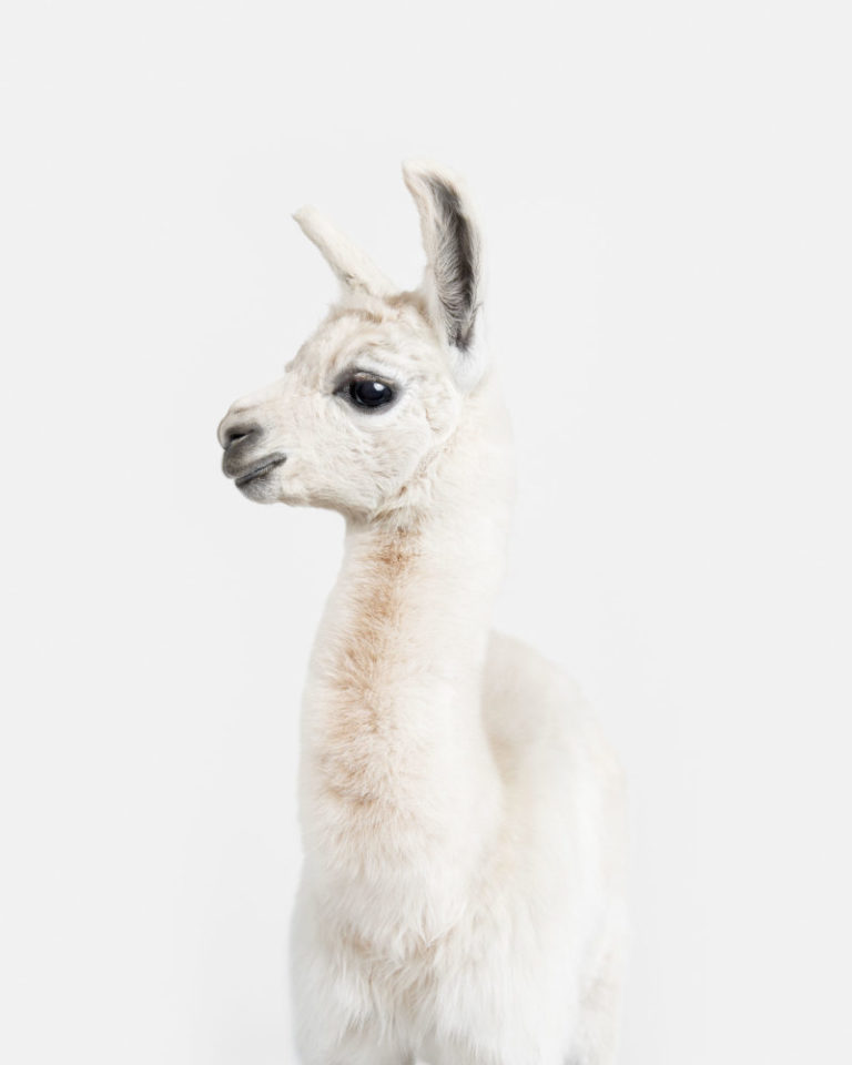 Llama Baby