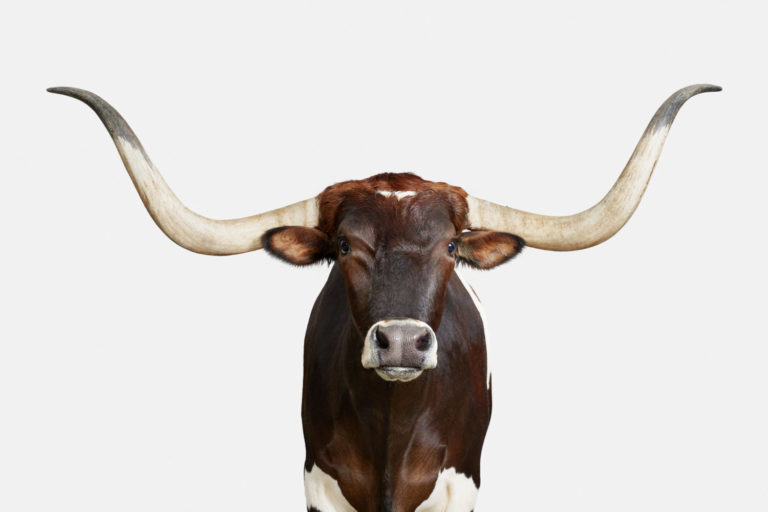 Longhorn No. 1