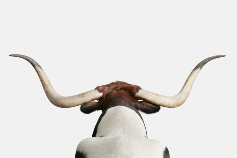 Longhorn No. 2