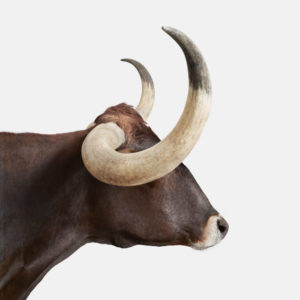 Longhorn No. 4