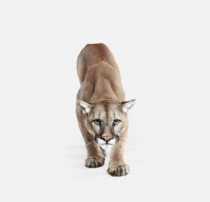 Mountain Lion No. 1