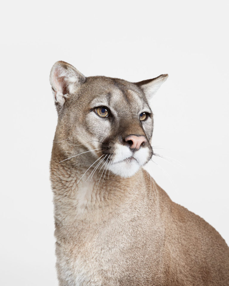 Mountain Lion No. 2