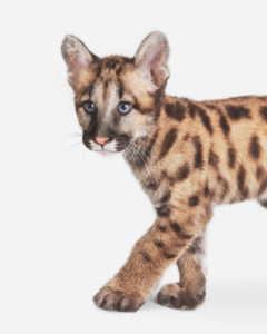 Mountain Lion Cub