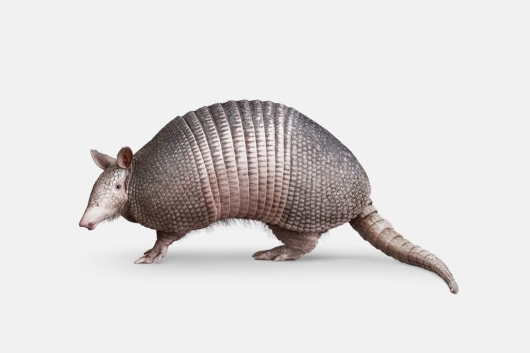 Nine Banded Armadillo