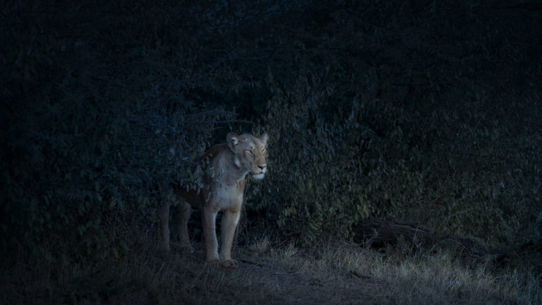 Nocturne (Lioness), Maasai Mara, Kenya